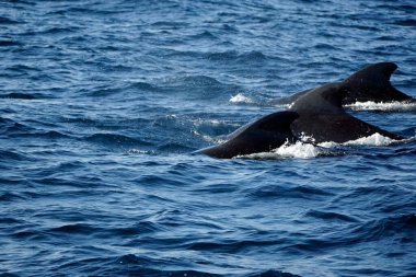 Mirissa 'daki Hint okyanusunda pilot balinalar.