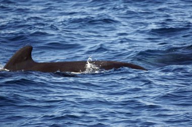 Mirissa 'daki Hint okyanusunda pilot balinalar.