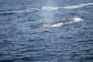 Mirissa yakınlarındaki Hint okyanusunda kambur balina.