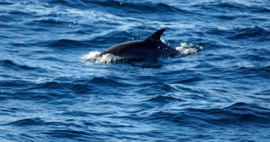 Yunuslar Hint Okyanusu