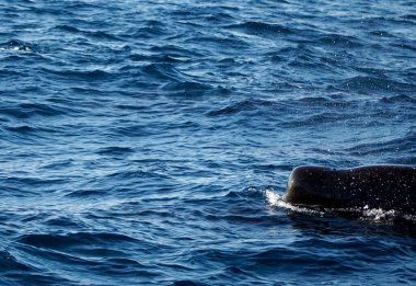 Hint Okyanusu 'nda Sri Lanka' da Mirissa yakınlarında bir balina.