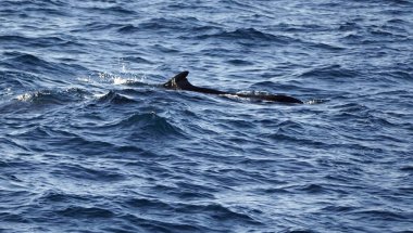 Mirissa 'daki Hint okyanusunda pilot balinalar.