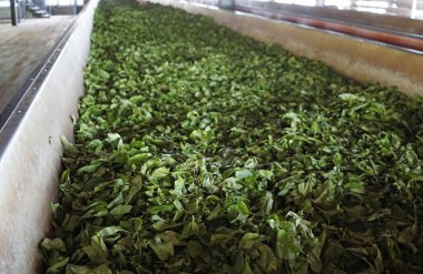 sri Lanka çay fabrikası