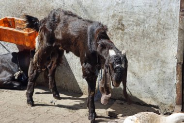 Mumbai, Hindistan 'daki Dharavi gecekondu mahallesinde bir ev.