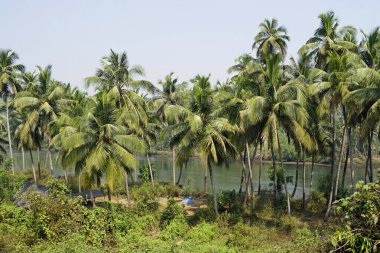 Terekhol nehrindeki Goa 'da tropik bir manzara.