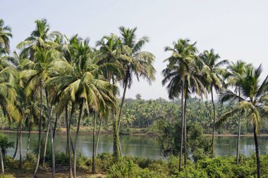 Terekhol nehrindeki Goa 'da tropik bir manzara.