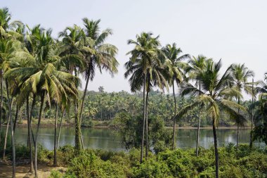 Terekhol nehrindeki Goa 'da tropik bir manzara.