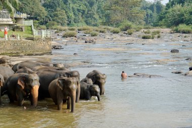 Pinnawala, Sri Lanka - 30 Ocak 2025: Pinnawala Fil Yetimhanesi 'nde nehirde yıkanan Asya filleri
