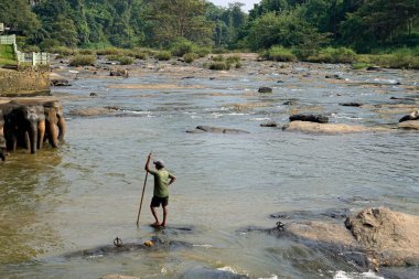 Pinnawala, Sri Lanka - 30 Ocak 2025: Pinnawala Fil Yetimhanesi 'nde nehirde yıkanan Asya filleri