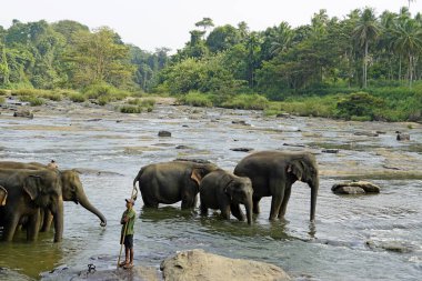 Pinnawala, Sri Lanka - 30 Ocak 2025: Pinnawala Fil Yetimhanesi 'nde nehirde yıkanan Asya filleri
