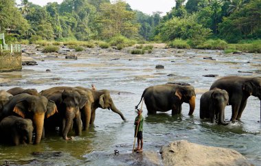 Pinnawala, Sri Lanka - 30 Ocak 2025: Pinnawala Fil Yetimhanesi 'nde nehirde yıkanan Asya filleri