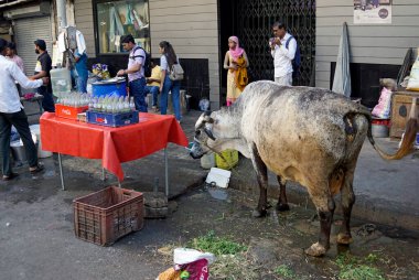 Mumbai, Hindistan - 22 Şubat 2025: şehirdeki hijyenik olmayan sokak yemekleri tezgahı