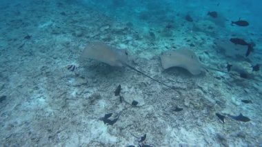 Maldivlerde vatoz ile şnorkelle yüzmek