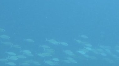 Dalgıçlarda şnorkelle yüzmek