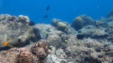 Dalgıçlarda şnorkelle yüzmek