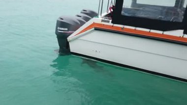 Maafushi, Maldivler - 15 Ocak 2025: Balıkçı teknesinin yörüngesindeki köpekbalıkları