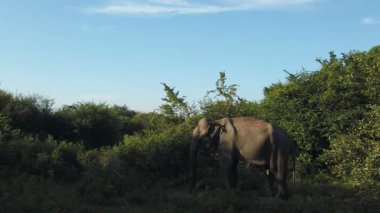 Uduwalewe Ulusal Parkı 'ndaki Asya fili
