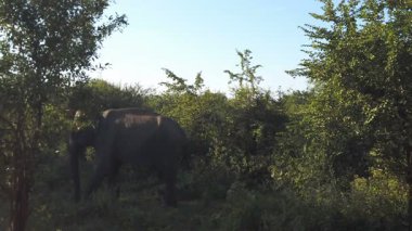 Uduwalewe Ulusal Parkı 'ndaki Asya fili