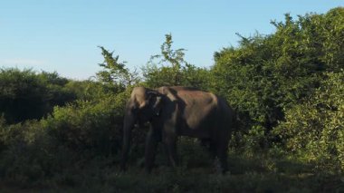 Uduwalewe Ulusal Parkı 'ndaki Asya fili