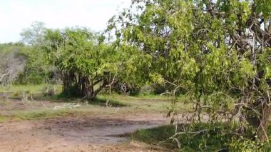 Yale Ulusal Parkı 'ndaki Waran