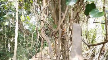 Ella yakınlarındaki ormanda yaşayan vahşi maymunlar.