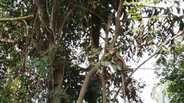 Ella yakınlarındaki ormanda yaşayan vahşi maymunlar.