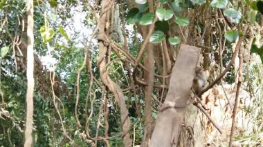 Ella yakınlarındaki ormanda yaşayan vahşi maymunlar.