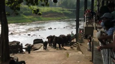 Pinawala, Sri Lanka - 30 Ocak 2025: Nehirde yüzen filler