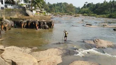 Pinawala, Sri Lanka - 30 Ocak 2025: Nehirde yüzen filler