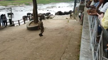 Pinawala, Sri Lanka - 30 Ocak 2025: Nehirde yüzen filler