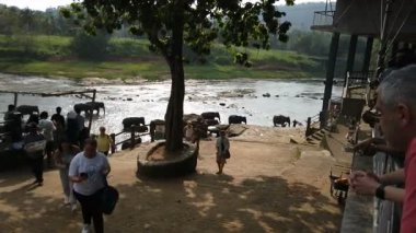 Pinawala, Sri Lanka - 30 Ocak 2025: Nehirde yüzen filler