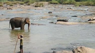 Pinawala, Sri Lanka - 30 Ocak 2025: Nehirde yüzen filler