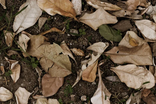 Dry leaves on the ground. Leaves fall on soil background.