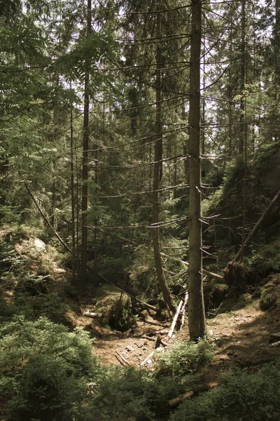 Bäume Wald — Stockfoto