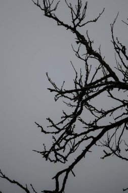 Kasvetli bir gökyüzüne karşı bir ağaç dalının silueti