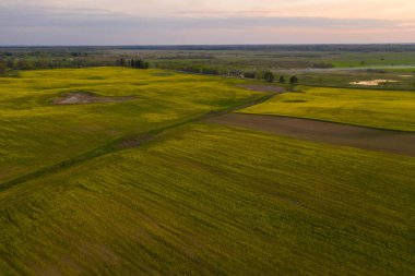 Yaz akşamları tarlaların ve ormanların insansız hava aracı görüntüleri