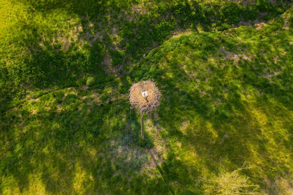 Drone Photo Cigogne Solitaire Dans Son Nid Pendant Journée Été — Photo