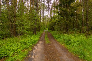Sonbahar günü orman toprak yolunun drone fotoğrafçılığı
