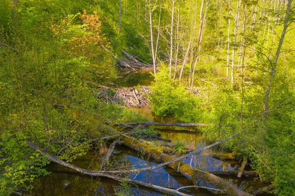 Dron Fotografia Małej Rzece Przez Las Letni Dzień — Zdjęcie stockowe