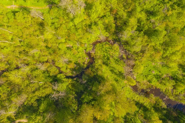 Stock image Drone photography o small river through a forest during summer day