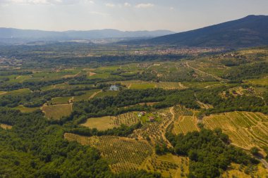 Drone photography of tuscan rural landscape of small olive tree farms and vineyards during summer day