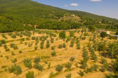 Drone photography of olive tree farm during summer day