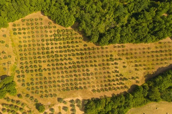 Drone photography of olive tree farm during summer day