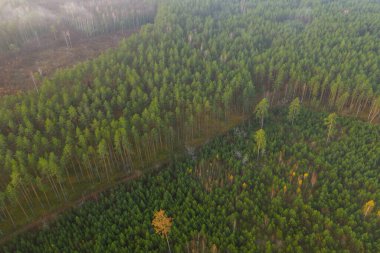 Drone photography of old forest, growing new replanted trees and road during summer day