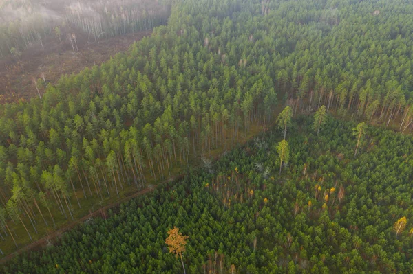 Drone photography of old forest, growing new replanted trees and road during summer day