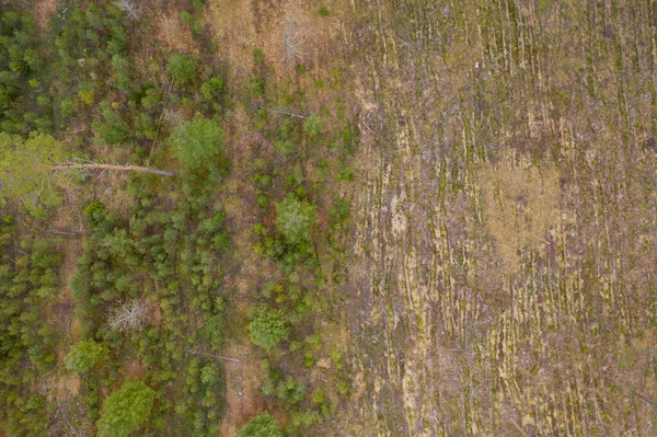 Drone photography of old forest, growing new replanted trees during summer day