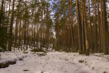 Drone photography of winter forest landscape and road during winter day