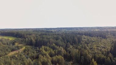 Drone photography of forest during summer day