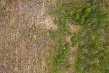 Drone photography of deforested site and new trees growing during summer day