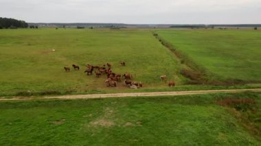 Otlakta koşan at sürüsünün drone videosu.